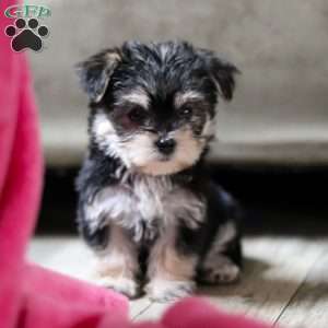Pumpkin, Morkie / Yorktese Puppy